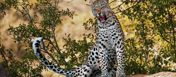 Leopardo - Sputnik Mundo