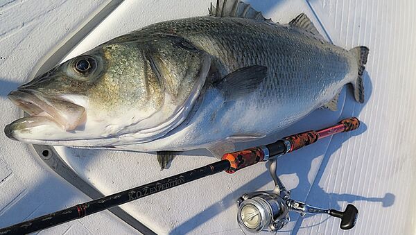 Pesca artesanal (imagen referencial) Pesca artesanal (imagen referencial) - Sputnik Mundo