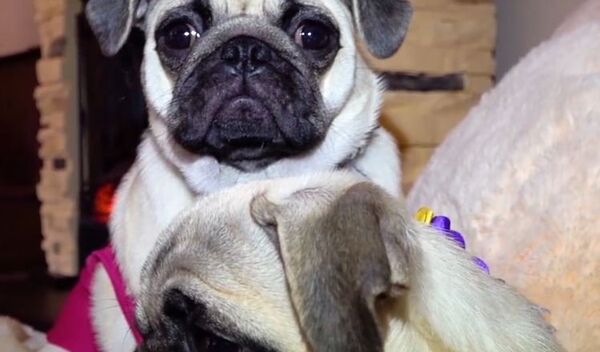 El café más tierno del mundo está en Rusia - Sputnik Mundo