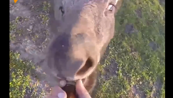 La historia de amor de un alce y un lituano - Sputnik Mundo