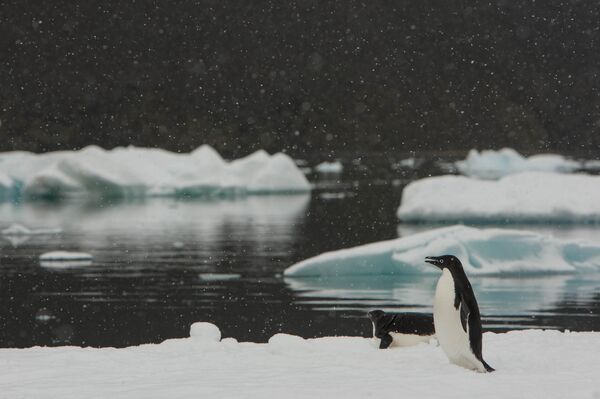 Revelan qué animales desaparecerán primero por el calentamiento global - Sputnik Mundo