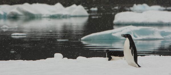 Los pingüinos Adelia en Antártida (imagen referencial) Los pingüinos Adelia en Antártida (imagen referencial) - Sputnik Mundo
