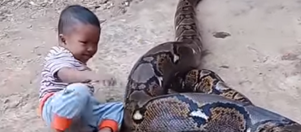 Un niño juega con una enorme pitón, mientras los adultos se ríen - Sputnik Mundo