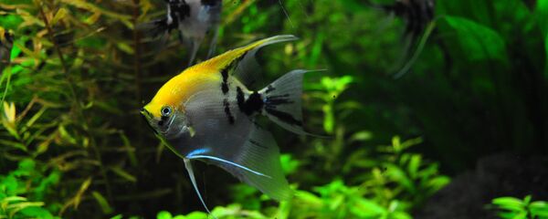 Peces - Sputnik Mundo