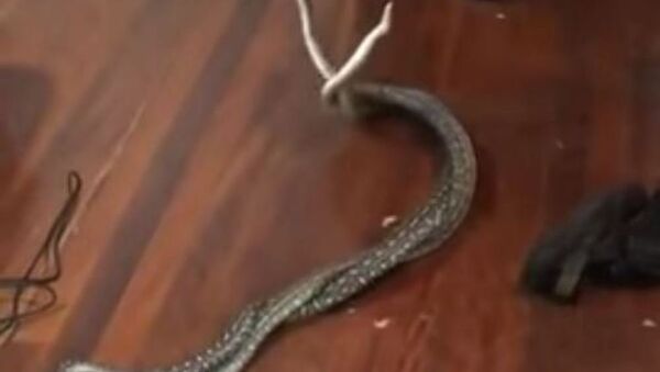 La pelea de dos pitones en una casa - Sputnik Mundo