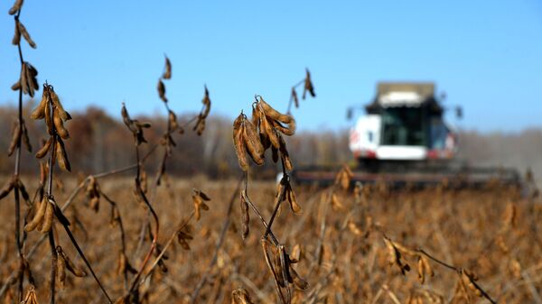 Campo de soya en la región de Jabárovsk - Sputnik Mundo