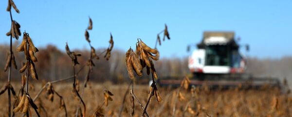 Campo de soya en la región de Jabárovsk - Sputnik Mundo