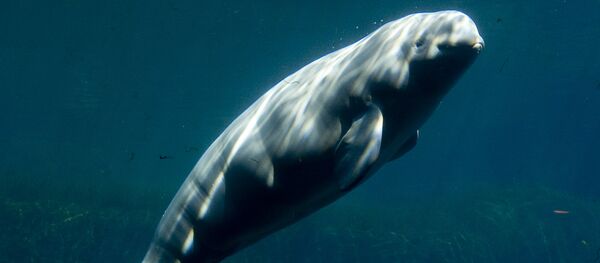 Una ballena beluga (archivo) Una ballena beluga (archivo) - Sputnik Mundo