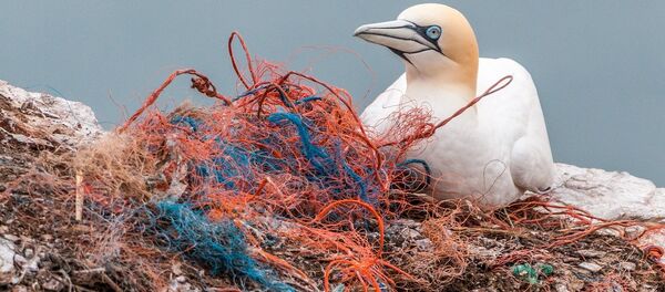 Ave marina junto a residuos plásticos - Sputnik Mundo