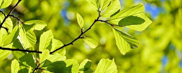 Plantas (imagen ilustrativa) - Sputnik Mundo