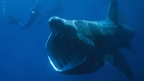 Tiburón gigante - Sputnik Mundo