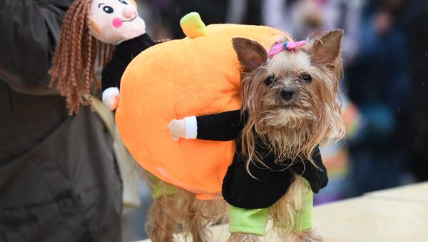 Un Yorkshire terrier durante un desfile de perros en Moscú - Sputnik Mundo