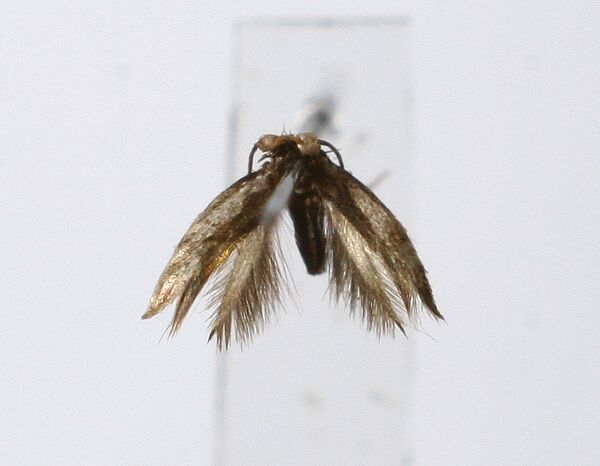 Stigmella multispicata Stigmella multispicata - Sputnik Mundo