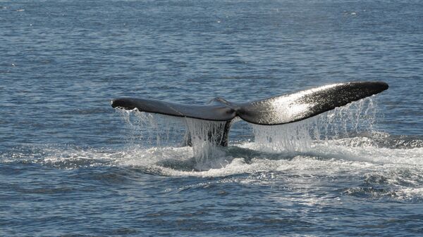 Ballena Franca Austral en Peninsula Valdes, Patagonia, Argentina - Sputnik Mundo