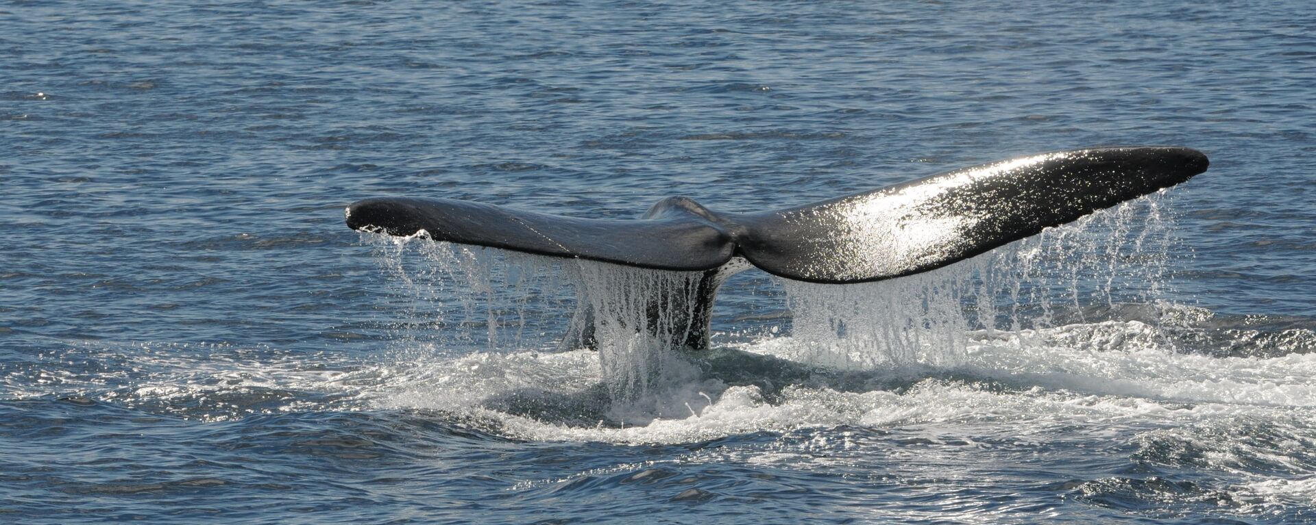 Ballena Franca Austral en Peninsula Valdes, Patagonia, Argentina - Sputnik Mundo, 1920, 02.09.2021