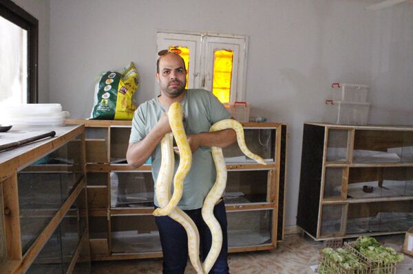 Mahmud Talabah sosteniendo pitón albina - Sputnik Mundo