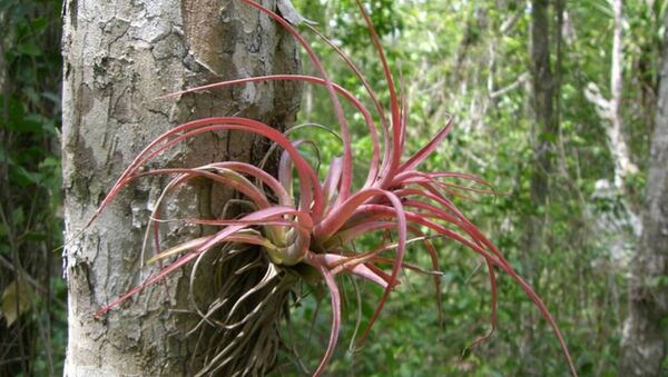 Las bromelias epifitas Las bromelias epifitas - Sputnik Mundo