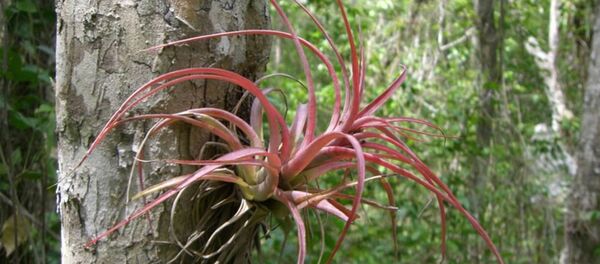 Las bromelias epifitas Las bromelias epifitas - Sputnik Mundo