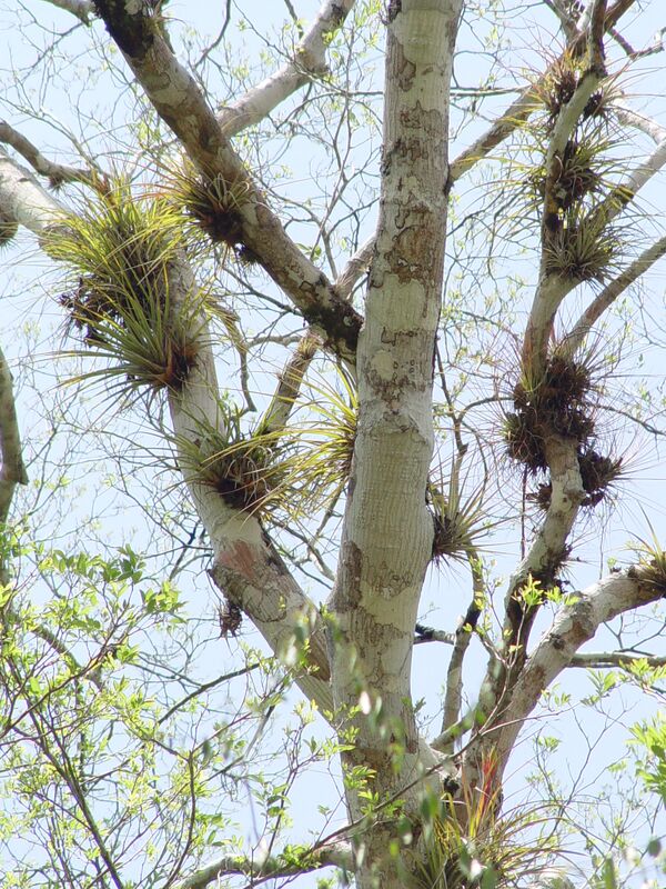 Las bromelias epifitas Las bromelias epifitas - Sputnik Mundo