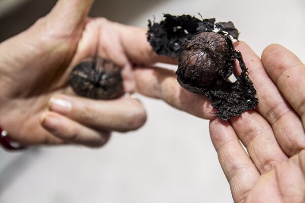 Patricia muestra una nuez de castilla del nogal de su casa, ingrediente principal de la salsa de los chiles en nogada. - Sputnik Mundo