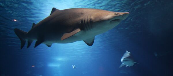 Un tiburón Un tiburón - Sputnik Mundo