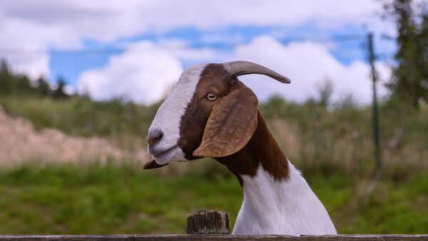 Una cabra - Sputnik Mundo