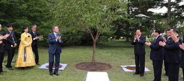 El presidente de Corea del Sur, Moon Jae-in, plantó en Pyongyang un árbol en memoria de su visita a la capital norcoreana - Sputnik Mundo