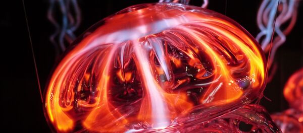 Una medusa, imagen ilustrativa - Sputnik Mundo