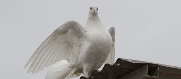 Una paloma blanca - Sputnik Mundo