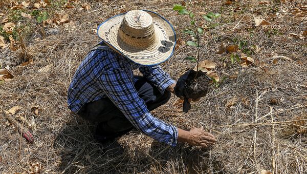 Agricultor colombiano - Sputnik Mundo