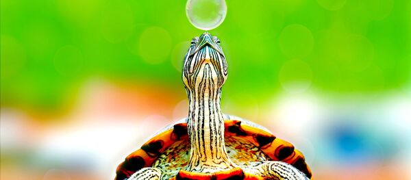 Una tortuga, imagen referencial - Sputnik Mundo