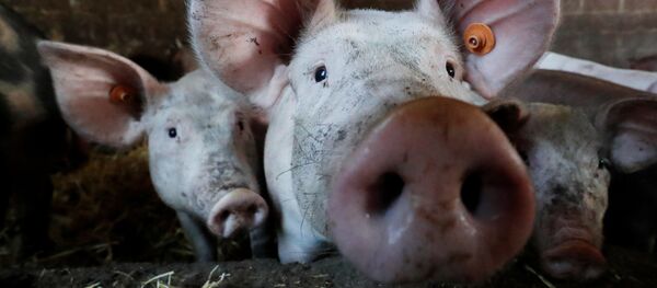 Свиньи в хлеву на ферме недалеко от Брюсселя Свиньи в хлеву на ферме недалеко от Брюсселя - Sputnik Mundo