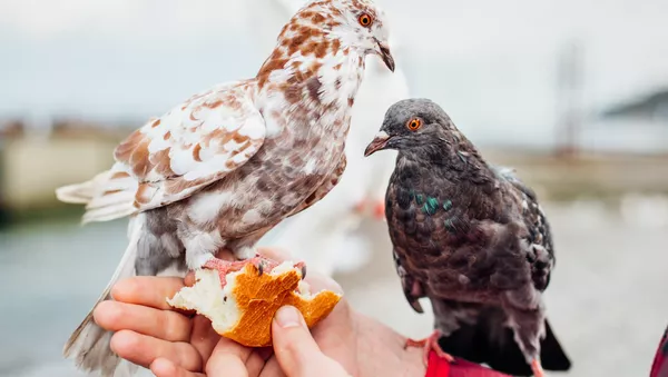 Una persona da de comer a las palomas - Sputnik Mundo