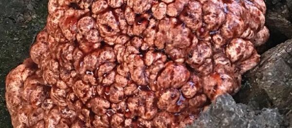 Un árbol con un 'cerebro sangrante' - Sputnik Mundo