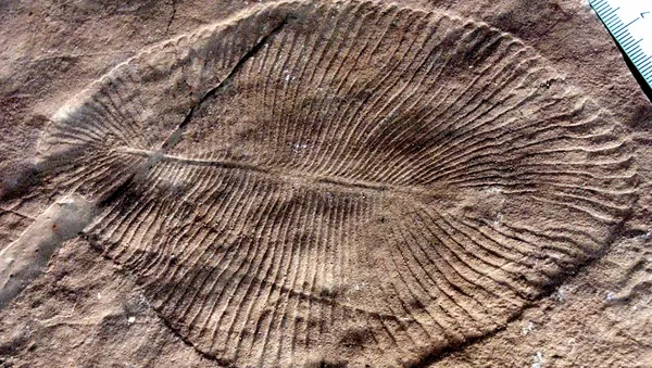 Un fósil de Dickinsonia costata hallado en Australia (archivo)