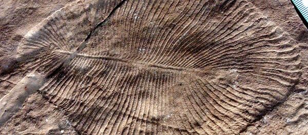 Un fósil de Dickinsonia costata hallado en Australia (archivo) - Sputnik Mundo