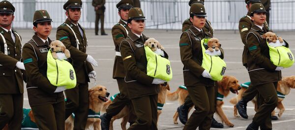 El desfile militar anual de Chile - Sputnik Mundo