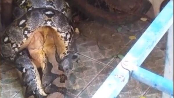 Piton ataca a un gato - Sputnik Mundo