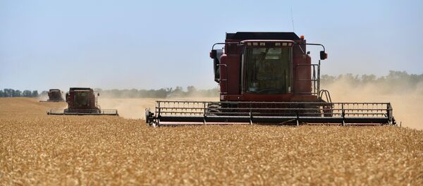 Recogida de la cosecha de trigo en Rusia - Sputnik Mundo