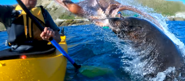 ¡Fuera de mis aguas! Una foca enfadada da un 'pulpazo' a un kayakista - Sputnik Mundo