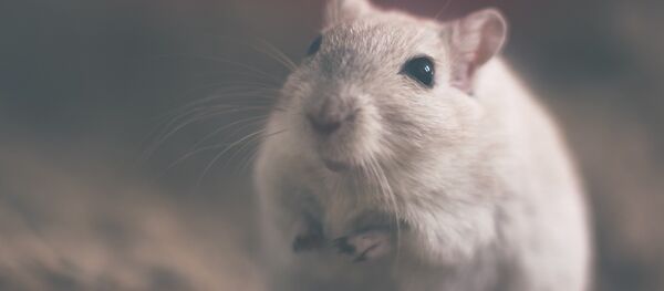 Una rata (imagen referencial) - Sputnik Mundo