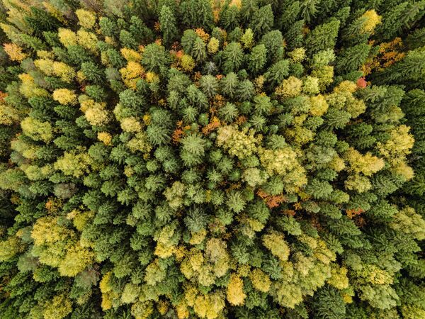 ¿Qué es el otoño boreal? Los mejores paisajes de Rusia, en imágenes - Sputnik Mundo