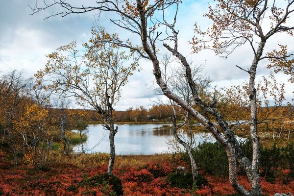 ¿Qué es el otoño boreal? Los mejores paisajes de Rusia, en imágenes - Sputnik Mundo