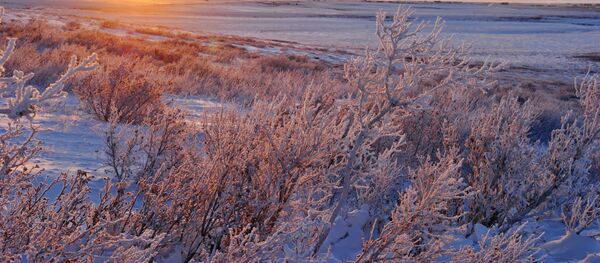 Unas plantas en Chukotka rusa - Sputnik Mundo
