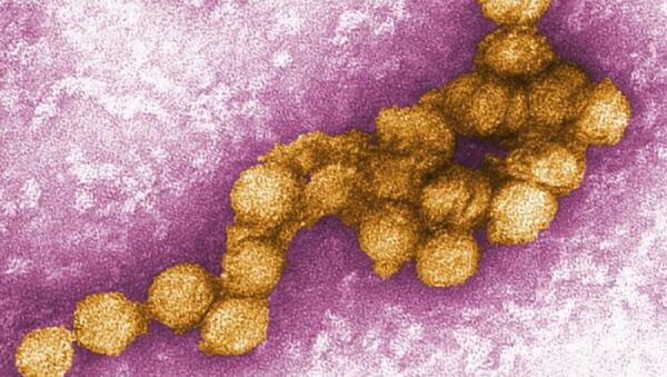 El virus del Nilo Occidental - Sputnik Mundo