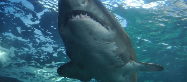 Un tiburón Un tiburón - Sputnik Mundo