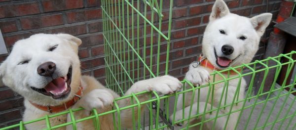 Perros de la raza Pungsan Perros de la raza Pungsan - Sputnik Mundo