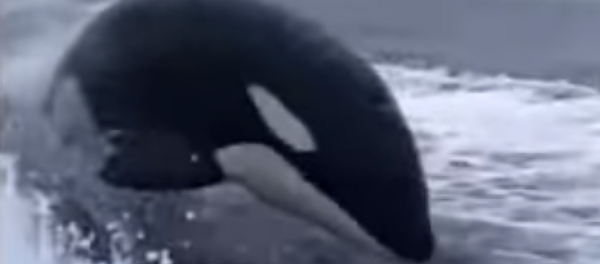 ¡Socorro! ¡Nos están persiguiendo tres orcas! ¡Socorro! ¡Nos están persiguiendo tres orcas! - Sputnik Mundo