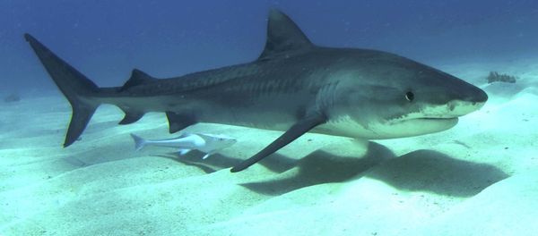 Un tiburón tigre jóven Un tiburón tigre jóven - Sputnik Mundo
