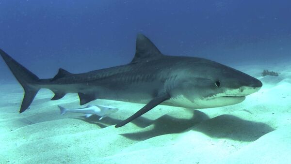 Un tiburón tigre jóven Un tiburón tigre jóven - Sputnik Mundo